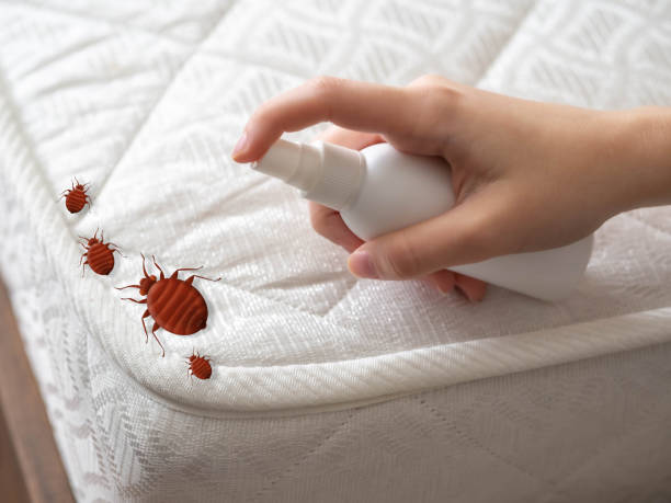 Best Bed Bug Extermination  in Berkshire Lakes, FL
